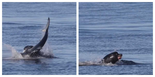 國外一名野生動物攝影師拍攝到海獅獵食的畫面。（圖／翻攝自Lori Hespe IG）