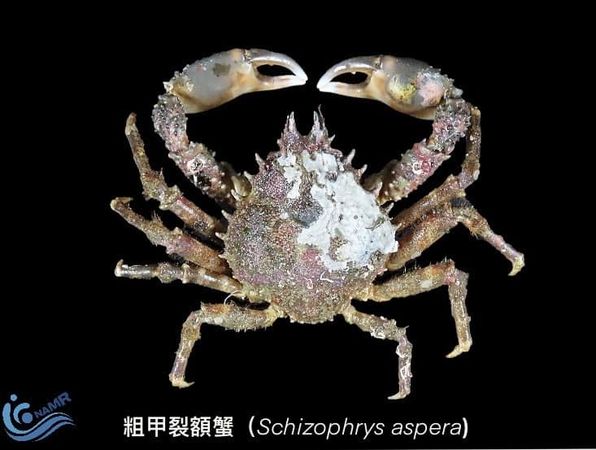 原先就生存在台灣海域的粗甲裂額蟹。（取自國家海洋研究院臉書）
