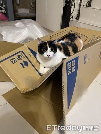 ▲新包裹送來3貓包圍「想幫忙開箱」　媽曝背後目的：只會搗亂擋著。（圖／飼主楊小姐提供）