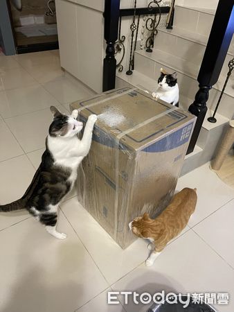 ▲新包裹送來3貓包圍「想幫忙開箱」　媽曝背後目的：只會搗亂擋著。（圖／飼主楊小姐提供）