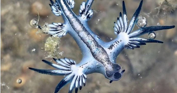 「大西洋海神」海蛞蝓。（圖／翻攝國立海洋科技博物館臉書）
