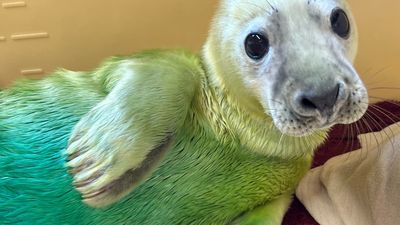 小海豹毛髮「藍、綠、白三色混雜」　救援組織曝：康復就會變正常