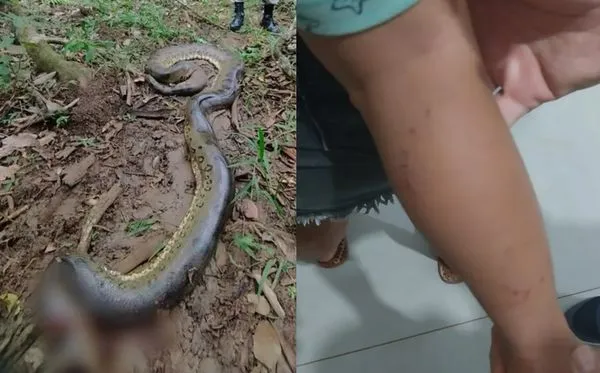 2歲童被「6公尺水蟒」緊纏身體 爸救兒失敗崩潰!靠他一槍斃命。(圖/翻攝自YouTube)