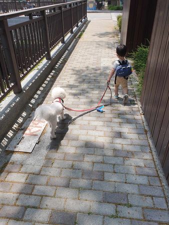 爸爸帶去散步，比熊變灰熊。（圖／飼主瓜牛提供）