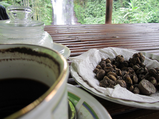 印尼麝香貓咖啡。（圖／flickr:Annie Mole）