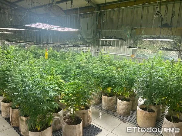 ▲近300株茂盛大麻宛若小型大麻森林。(圖/楊梅警分局提供)