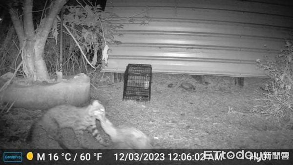 ▲▼果園內攝影機12月3日拍到石虎叼雞的畫面。（圖／記者蔡文淵翻攝）