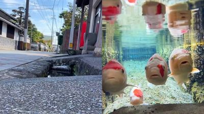 日本水溝太乾淨！鏡頭伸進水裡「錦鯉水中自在游」　國外網讚：喝都可以
