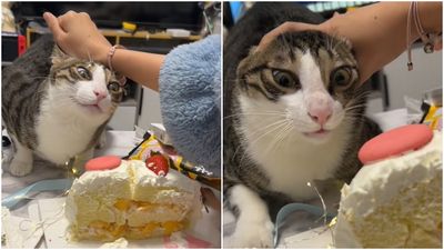 愛貓覬覦蛋糕！她擋到臉變形「眼睛還直盯著」　網爆笑：要饞死了