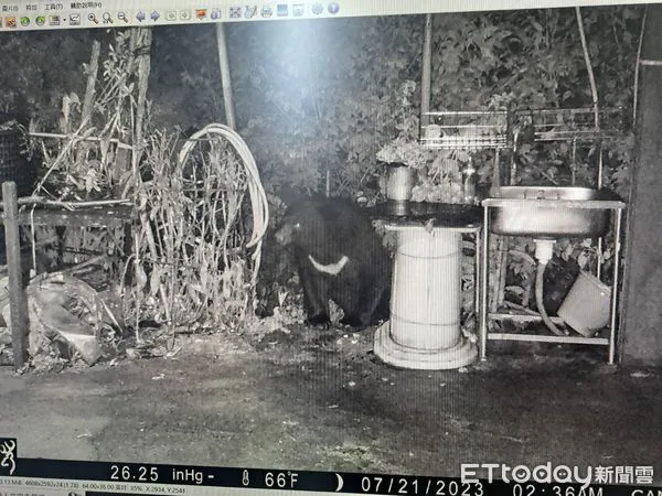 ▲廬山黑熊7月間侵入部落破壞蜂箱嗑蜂蜜。(圖/林業保育署南投分署提供)