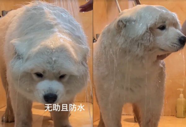 薩摩耶犬洗澡。（圖／翻攝自小紅書＠小鎮薩摩耶可樂）