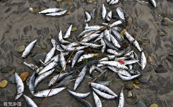 ▲▼日本北海道函館12月7日大量死亡的沙丁魚和鯖魚被沖上海灘。這些魚死亡的原因尚不清楚。（圖／CFP）