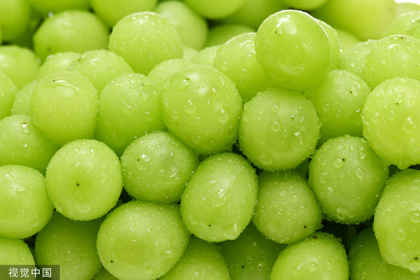 ▲▼晴王麝香葡萄經由日本科學家耗費33年研發,主要產地位於岡山縣。(圖/CFP)