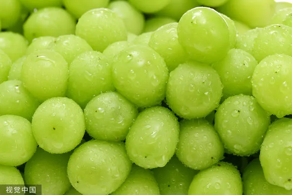 ▲▼晴王麝香葡萄經由日本科學家耗費33年研發,主要產地位於岡山縣。(圖/CFP)