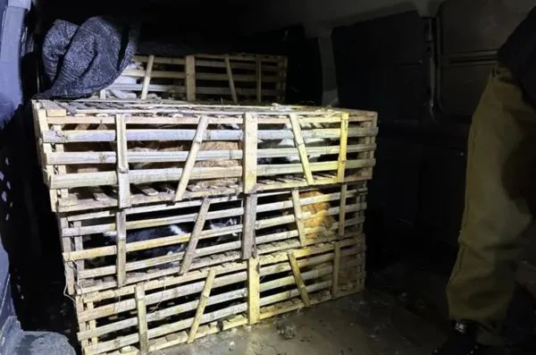 ▲載運950隻貓的小貨車被警方攔下,正追查上下游釐清貓咪流向。(圖/翻攝極目新聞)