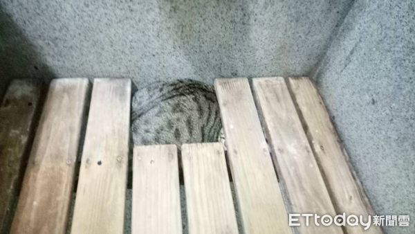 虎斑貓黑糖躲木板下。（圖／飼主提供）