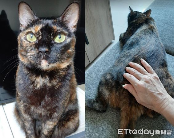 ▲▼寒流還沒到!被阿嬤念「拿毛毯給貓蓋」 女兒爭寵得到殘酷回應(圖/網友陳球球提供,請勿隨意翻拍,以免侵權。)