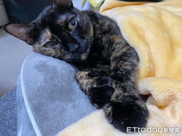 ▲▼寒流還沒到!被阿嬤念「拿毛毯給貓蓋」 女兒爭寵得到殘酷回應(圖/網友陳球球提供,請勿隨意翻拍,以免侵權。)
