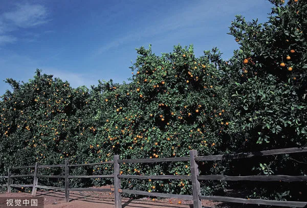 ▲▼柑橘,果樹,果園。(圖/CFP)