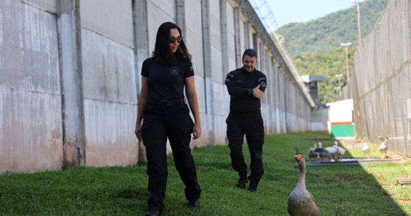 「鵝特工」取代巡邏犬！巴西監獄越獄事件頻傳　群鵝進駐呼叫獄卒來抓人