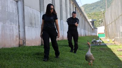 負責巡邏！巴西監獄聘用「鵝鵝特工」　監獄長：比狗出色且便宜