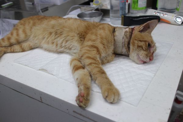 獸醫檢視橘貓傷口。（新北動保處提供）