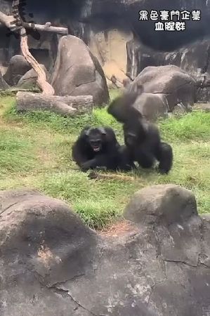 ▲▼動物園黑猩猩。（圖／翻攝自黑色豪門企業）