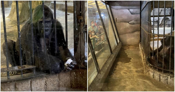 大猩猩Bua Noi被關在購物中心動物園。（圖／達志／美聯社，下同）