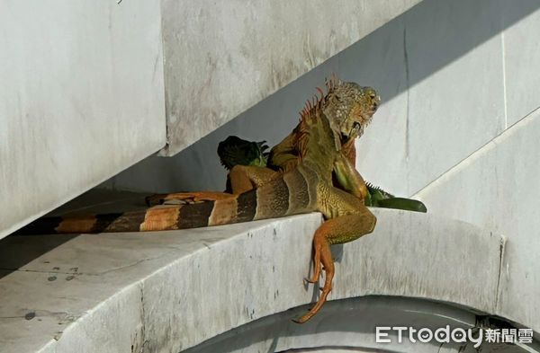 ▲3隻綠鬣蜥現身奇美博物館「趴橋墩曬太陽」　遊客嚇：看到了什麼。（圖／民眾徐小姐提供）