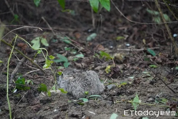 ▲台南山上花園水道博物館工作人員整理花園時,發現野兔蹤跡,工作人員沒有多做打擾,而是暫停整理作業,等野兔媽媽來把小兔子帶回家。(圖/記者林東良翻攝,下同)