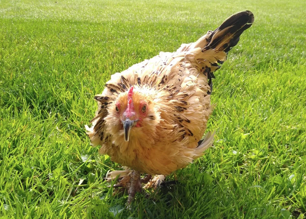 ▲▼世界上最長壽的雞「花生」。（圖／翻攝自Marsi Parker Darwin部落格）