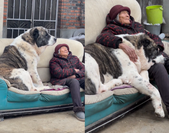 奶奶與巨犬。（圖／翻攝自小紅書@祥子中亞猛犬）