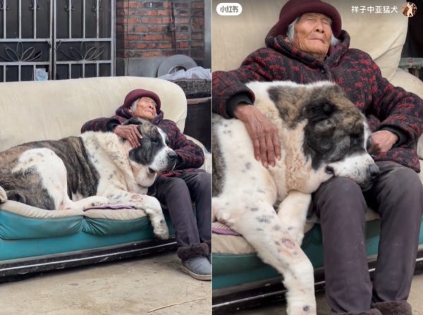 奶奶與巨犬。（圖／翻攝自小紅書@祥子中亞猛犬）