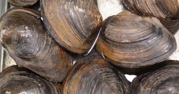 泰國菜市場買貝類,回家竟開到6.8克拉大珍珠。(示意圖/翻攝自pixabay)