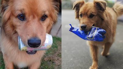 狗勾「愛咬空瓶撿回收」讓主人兌現　捐動物救援中心做好事：超暖心