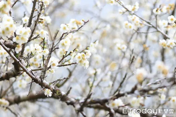 ▲涵碧樓邀請民眾前往走春,觀星、賞梅、獨享情人節浪漫。(圖/日月潭涵碧樓提供,下同)
