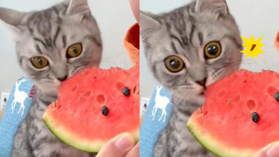 小貓搶吃西瓜！咬到一口果肉「雙眼瞳孔地震」　感動到定格：這啥人間美味
