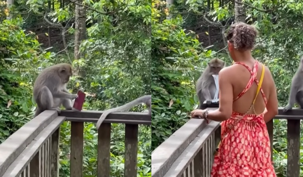 女遊客峇厘島猴林意外「被搶劫」　護照遭凶狠猴撕成碎片崩潰。（圖／翻攝自Instagram／idiots_inbali）