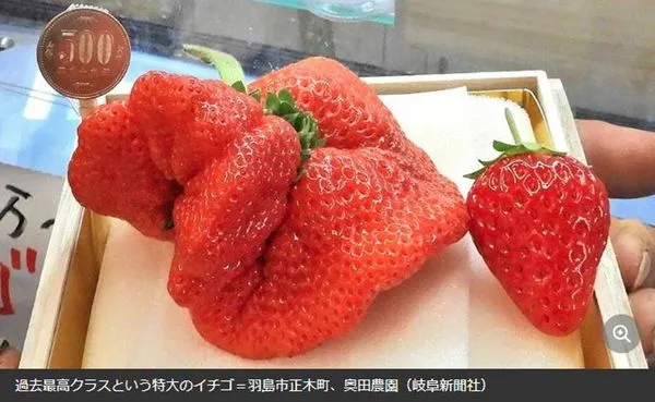 重達165公克的「美人姬」要價10萬日圓。(翻攝自岐阜新聞)