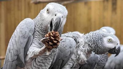 鸚鵡原本都很乖！引進5隻灰鸚鵡慘了「帶壞同類一起罵髒話」　動物園超頭痛