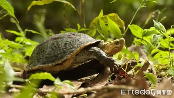 ▲食蛇龜其實不吃蛇,因為會發出像蛇的嘶嘶聲而得名。(圖/翻攝林業保育署臉書)