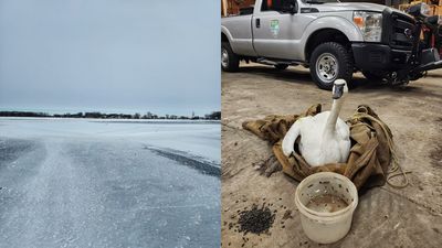 天凍湖泊結冰「天鵝來不及逃」　救援組織到場還活著：3個部位被冰黏住