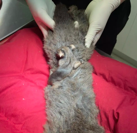 ▲▼受困的環尾袋鼠。（圖／翻攝自Facebook＠Bonorong Wildlife Sanctuary）
