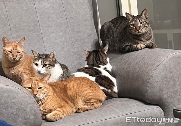 ▲天冷沙發擠滿貓「大橘睡到嘴開開」　千人關心：左邊那位還好嗎？。（圖／Instagram／lin73022提供）
