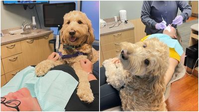 美牙醫診所「情感支持犬進駐」　黃金萌寵趴腿上！助病患緩解焦慮