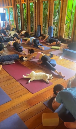 貓咪瑜珈課。（圖／翻攝自小紅書@STAY Wellbeing）