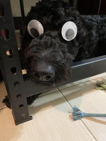黑狗有眼睛了。（圖／有點毛毛的／Cat Chen投稿）