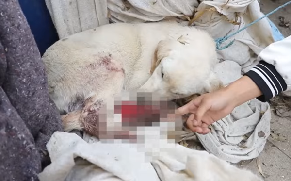狗狗被飼主燙傷。（圖／翻攝自Youtube@球球和流浪狗）