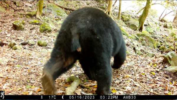 ▲▼自動相機記錄到發情的母熊有膨大的外生殖器             。（圖／農業部林業及自然保育署嘉義分署）