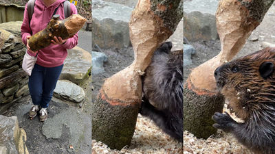 每一根都用心打造！日本動物園推出「河狸咬製的木頭作品」　網心動：想買